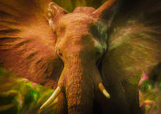 Bull Elephant