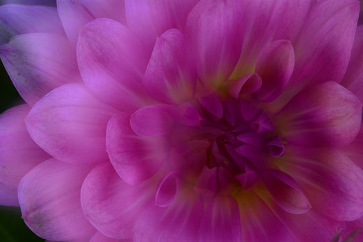 Dahlia
