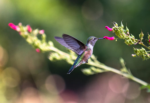 Hummingbird