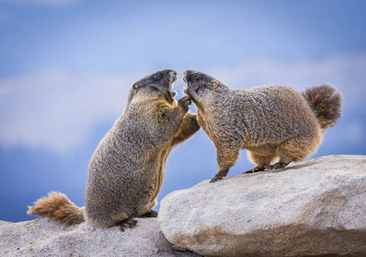 Marmots