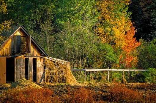 Barn and Foliage