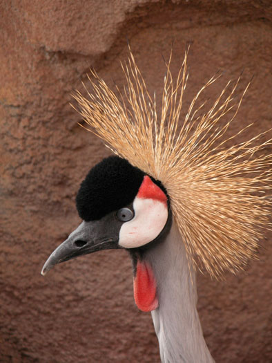 Crowned Crane