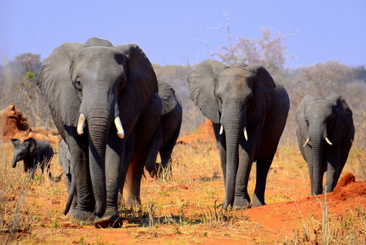 Elephants