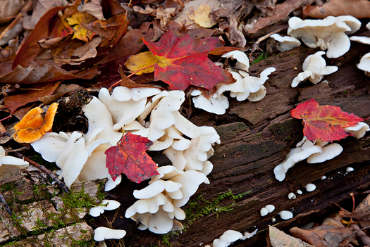 Autumn leaves on a log