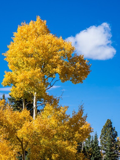 Autumn Foliage