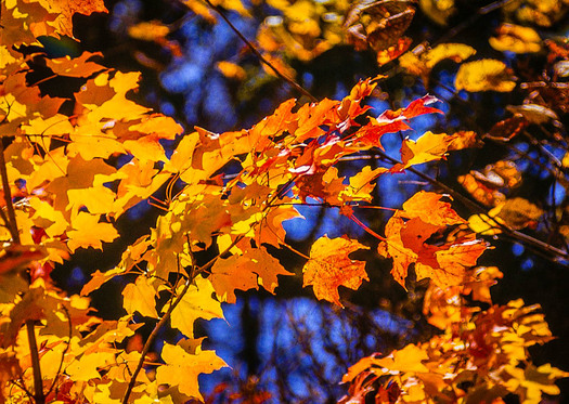 Maple Leaves