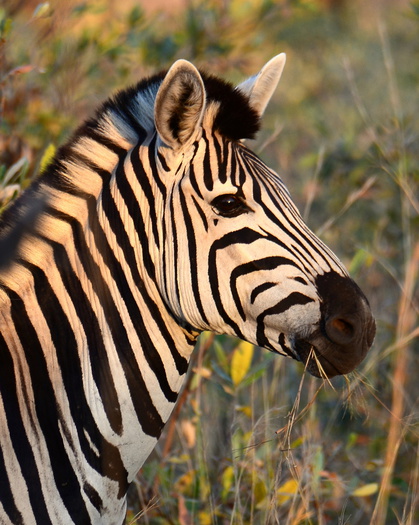 Zebra