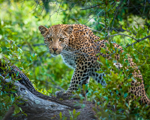 Leopard in a Tree
