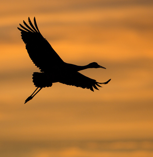 Sandhill Crane Silhouette 