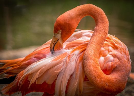 Flamingo