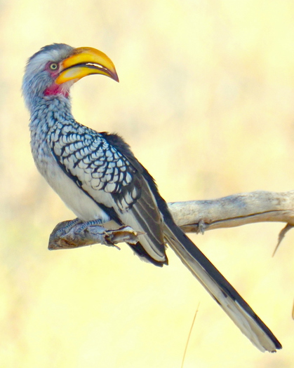 Hornbill