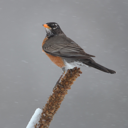 Aerican Robin - Bob Stocker