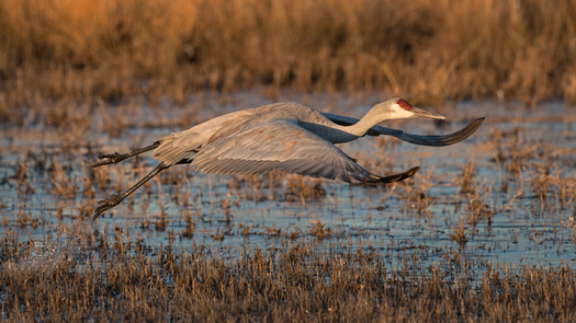 Sandhill Crane