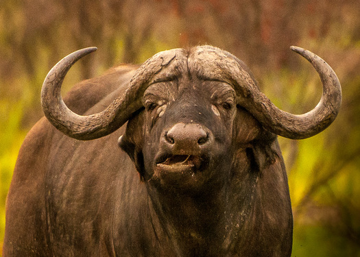 Cape Buffalo