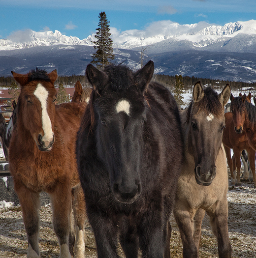 Horses