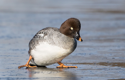 Common Goldeneye on Ice