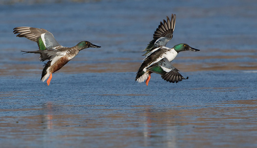 Northers Shovelers