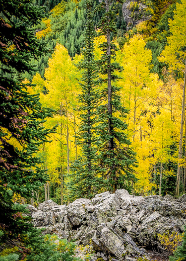 Forest Scene