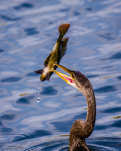 Anhinga with a Fish