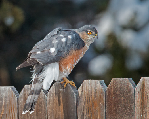 Sharp-shinned Hawk