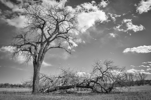 Tree in Winter