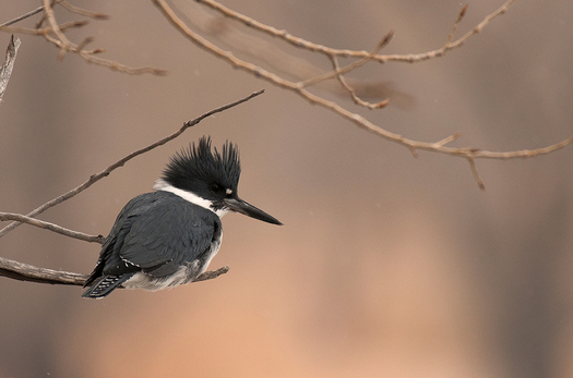 Kingfisher