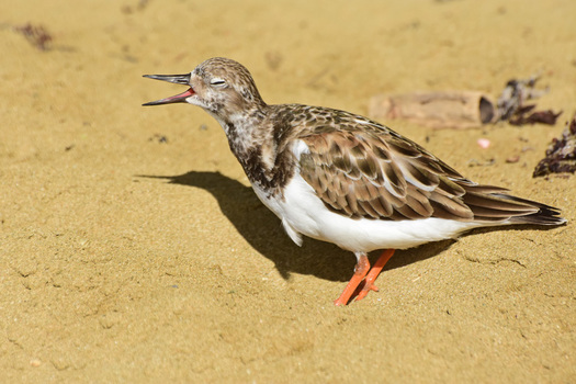 Ruddy Turnstone