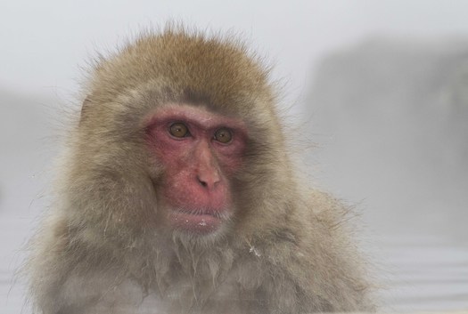 Snow Monkey