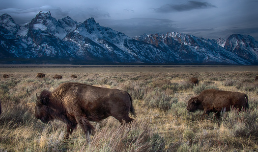 Bison