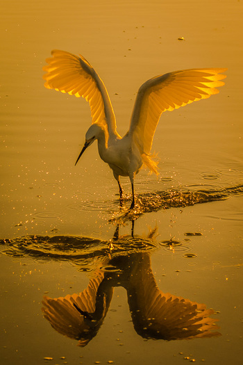 Egret Landing