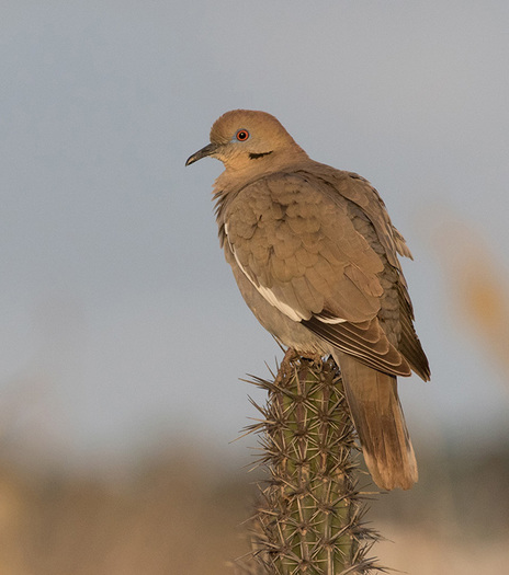 White-winged Dove