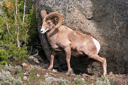 Bighorn Sheep