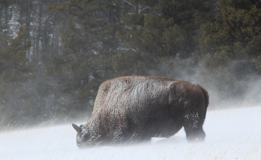 Bison in snow