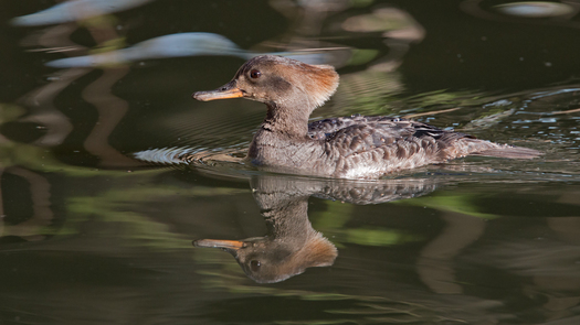 Female Hooded Merganser
