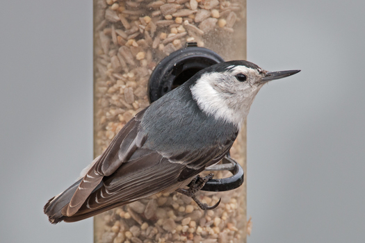 White-breasted Nuthatch