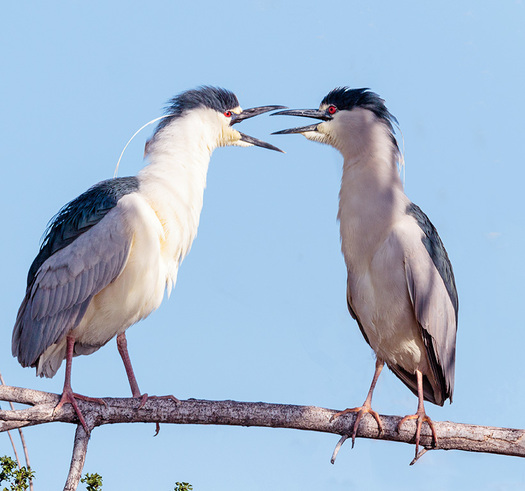 Black-crowned Night-Herons