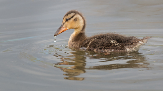 Mallard Duckling