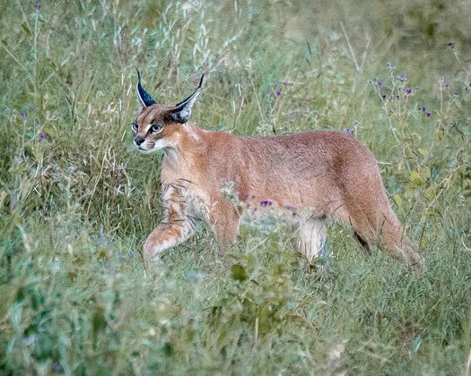 Caracal