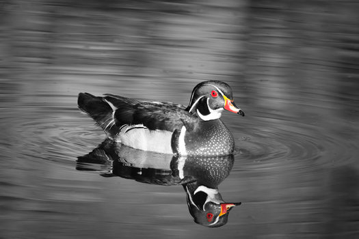 Wood Duck