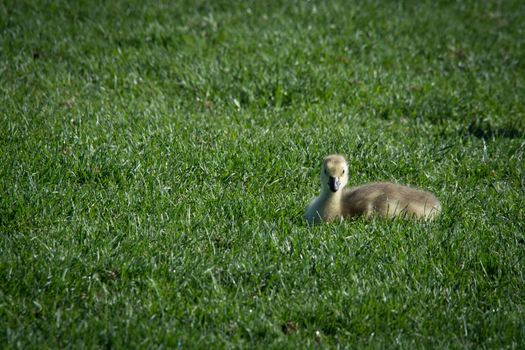 Duckling