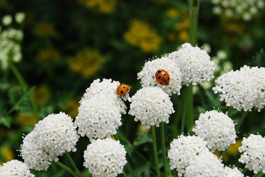Lady Beetles