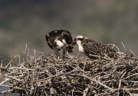 Osprey
