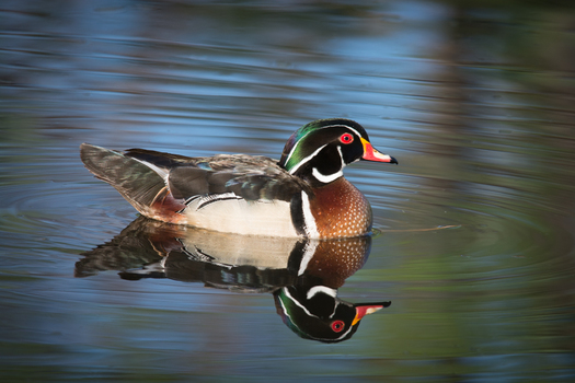 Male Wood Duck