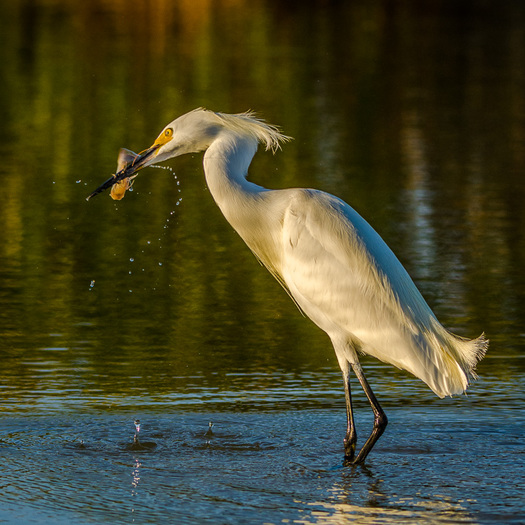 Snowy Egret