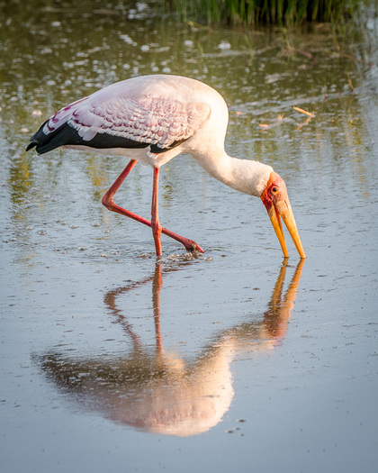 Yello-billed Stork
