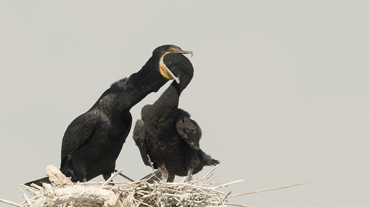 Double-crested Cormorants