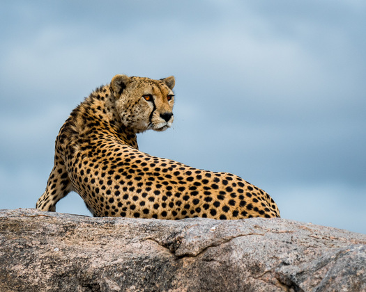 Cheetah