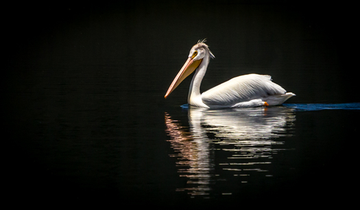 Pelican