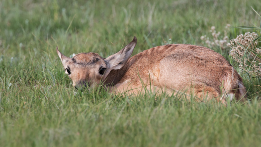 Baby Pronghorn