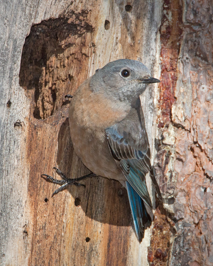 Female Western Bluebird